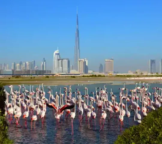 Ras Al Khor Flamingo Hide Viewing Area
