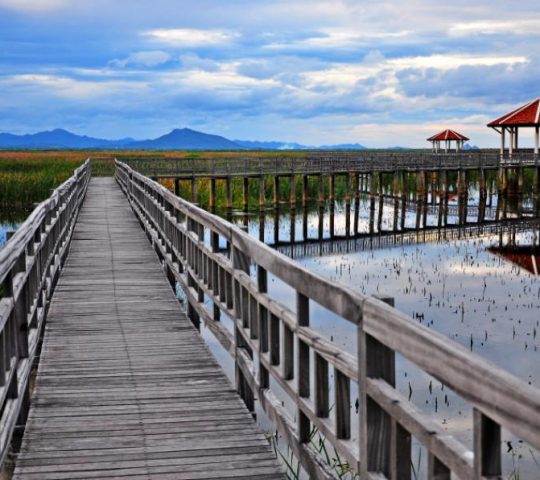 Bueng Bua Wood Boardwalk