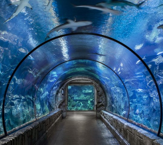 Shark Reef Aquarium at Mandalay Bay