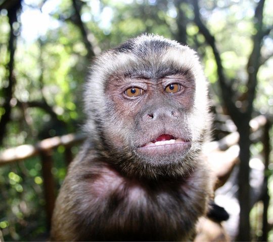 Bushbabies Monkey Sanctuary