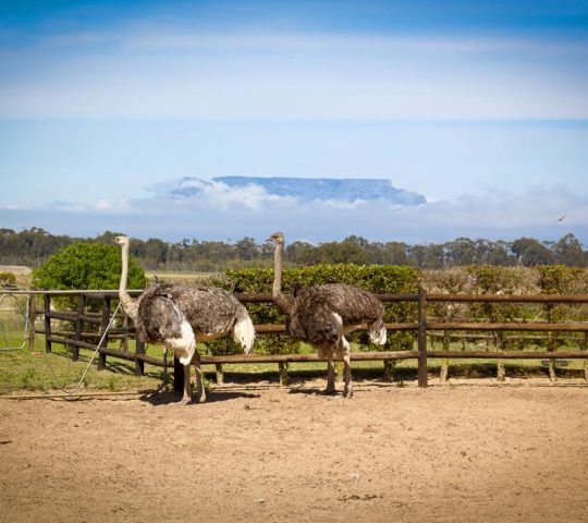 Cape Town Ostrich Ranch
