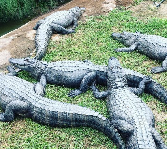Croc City Crocodile & Reptile Park