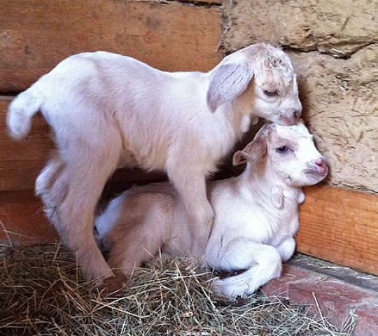 Charlottenburger Ziegenhof (Goat Farm)