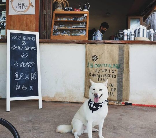 Inu Café