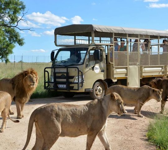 Lion & Safari Park