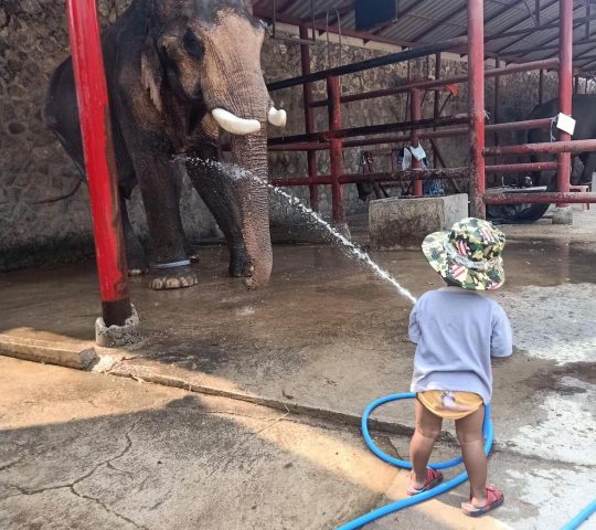 Hutsadin Elephant Foundation