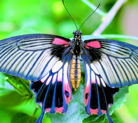 Schmetterlinghaus (Butterfly House)