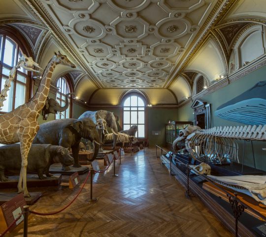 Museum of Natural History Vienna