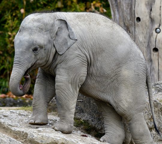 Hellabrunn Zoo