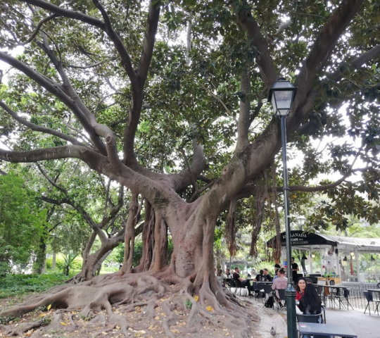 Jardim da Estrela