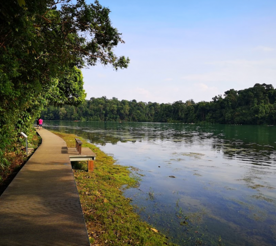 MacRitchie Reservoir Park