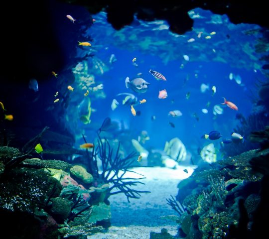 Oceanário de Lisboa