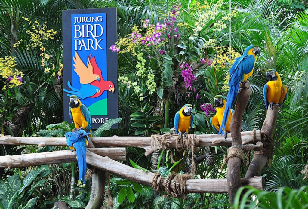 Jurong Bird Park - Trip with Toddler