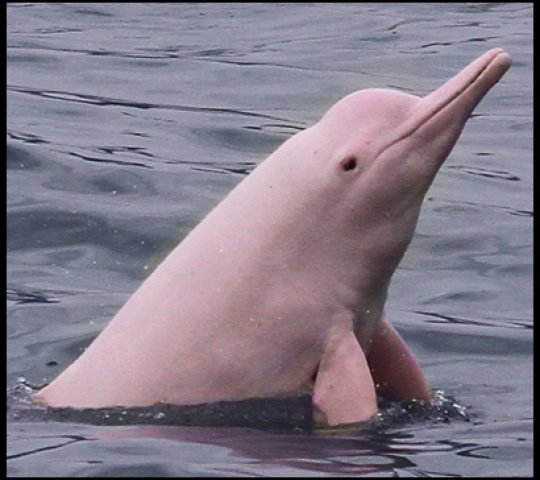 Hong Kong Dolphin Watch