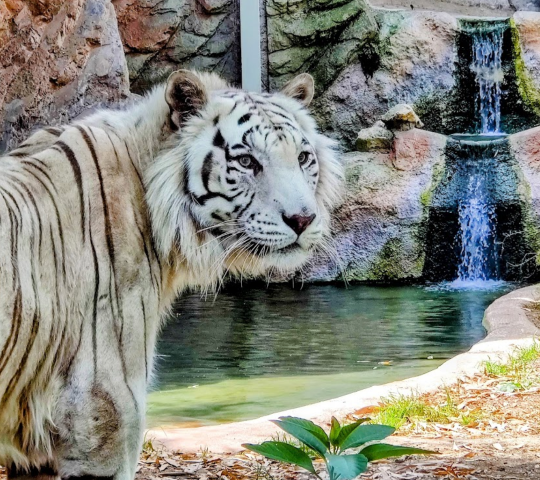 Bioparco di Roma