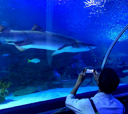 KLCC Aquarium