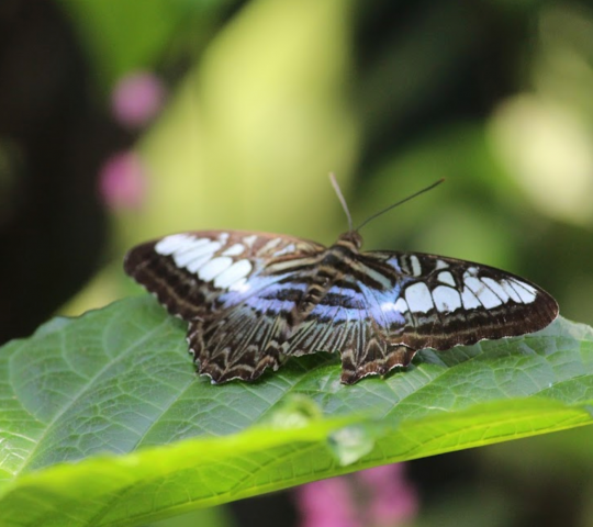 Kuala Lumpur Butterfly Park