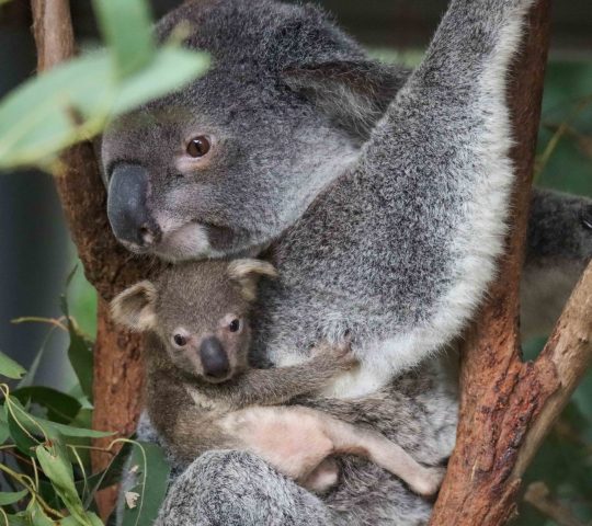 Lone Pine Koala Sanctuary