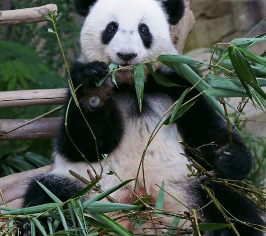 National Zoo of Malaysia