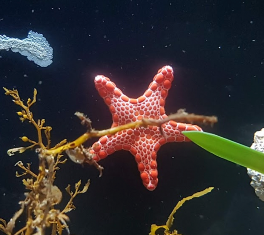 SEA LIFE Sydney Aquarium