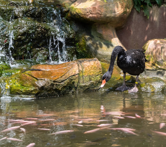 Taman Burung Kuala Lumpur