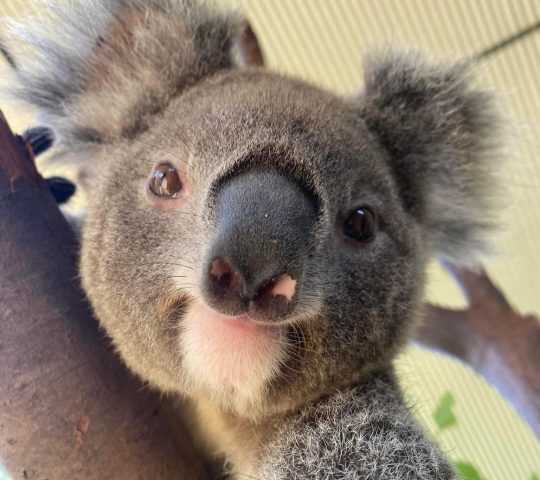 WILD LIFE Sydney Zoo