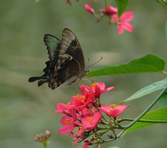Bali Butterfly Park
