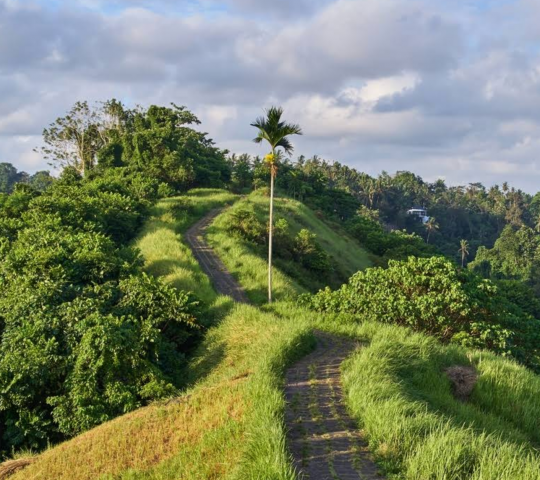 Campuhan Ridge Walk