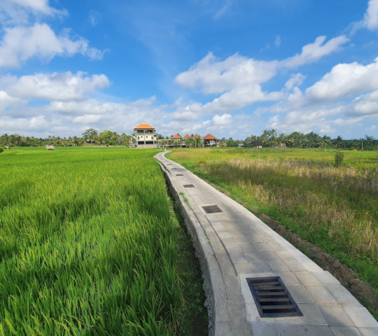 Kajeng Rice Fields Walk