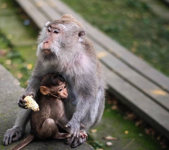 Sacred Monkey Forest Sanctuary