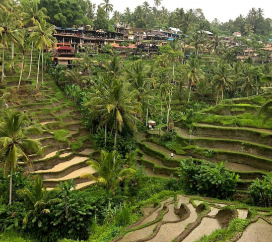 Tegallalang Rice Terrace